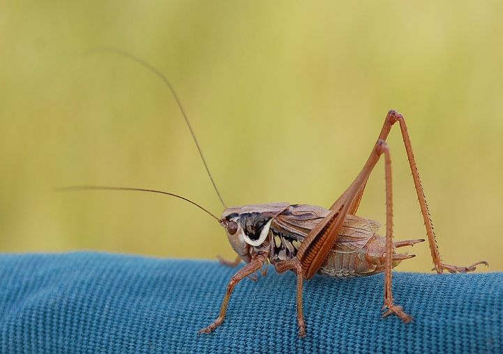  Roesel's Bush-cricket